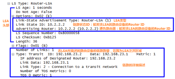 图14 Router-LSA信息.png